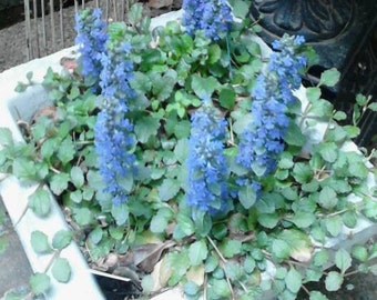 Bronze Beauty Ajuga-Perennial-Bugleweed-Easy to Grow-Fast Growing-Evergreen Plants-Living Plants-Blooming Groundcover-Erosion Control