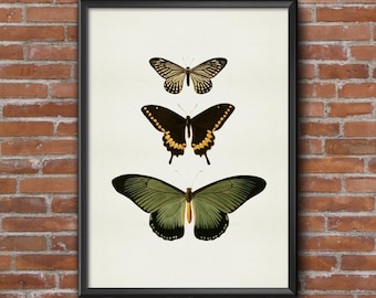 Old vintage Illustrations of insects-three butterflies