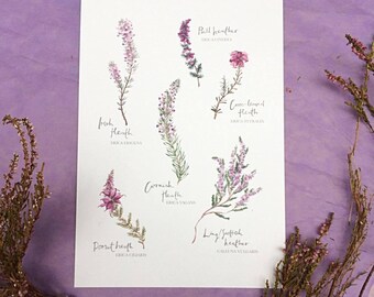 Heather Botanical Print