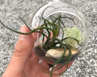 DIY Bulbosa Airplant Terrarium Kit