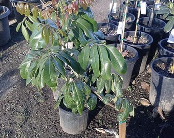 Biew Kiew Longan - 1 Plant - 3 Feet Tall - Air layer Tree