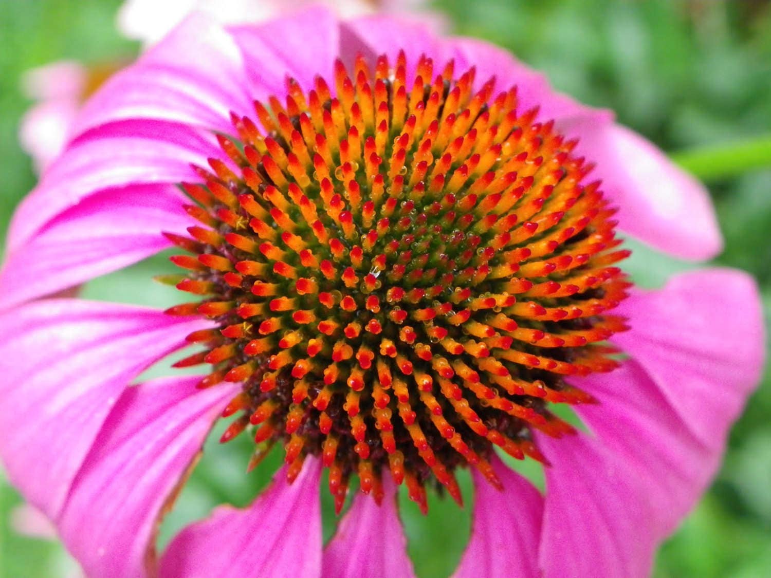 purple coneflower deer resistant