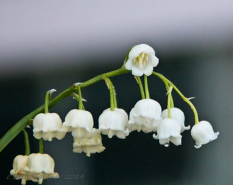 Fine Art Photography -- Lily-of-the-Valley