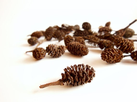 mini alder pine cones set of 50 or 100 nature art project