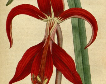 Botanical poster, Botanic illustration, Print set botanical, 47