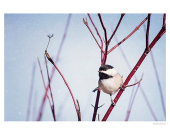 Nature Photography PRINT, Chickadee in the Snow-1, Wall Art