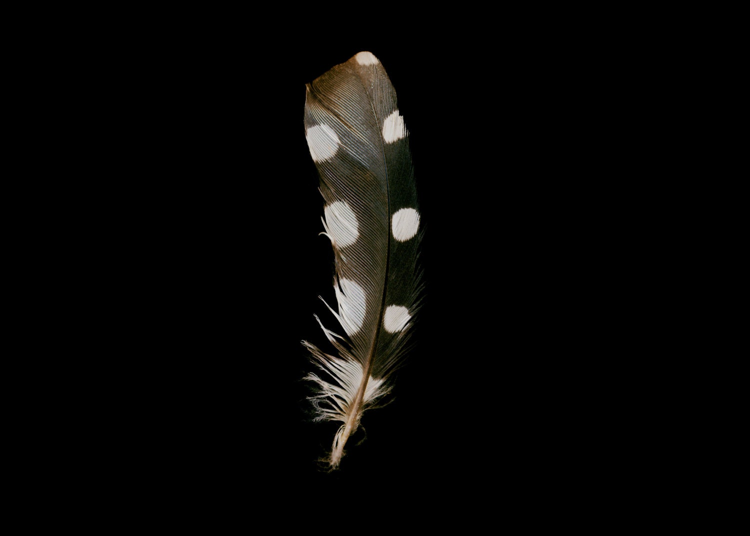Spotted Woodpecker Feather Portrait Polka Dot Photography