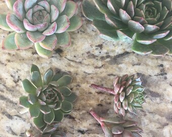 5 Succulent cuttings perfecr for a baby shower cake.