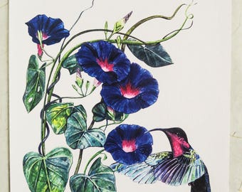 Watercolour morning glory print | 8" x 11" | A4