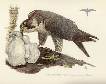 Vintage lithograph of the peregrine falcon or duck hawk from 1953