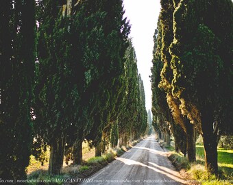 Cypress Road - Art print