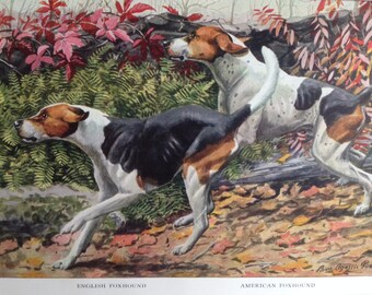 ENGLISH AMERICAN FOXHOUND hunting Dogs Vintage Louis Agassiz Fuertes Mounted 1919 plate print, Congratulations, Birthday gift