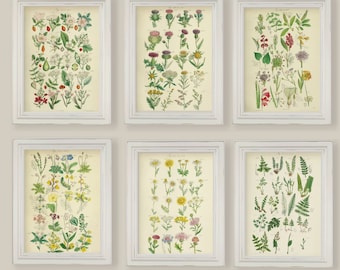 Set Of 6 Botanical Prints Gallery Wall Ferns Wild Spring Summer Flowers Thistles Wild Rose Primrose A4 or 5x7