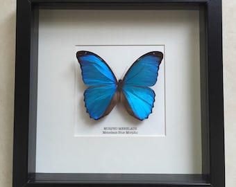 Menelaus Blue Morpho Frame