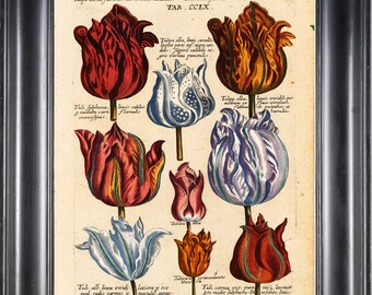 BOTANICAL PRINT Besler 8x10 Botanical Art Print 46 Beautiful Tulips Spring Garden Flowers Bulb Chart Antique Writing Home Wall Decor