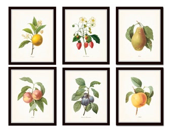 Antique Fruit Prints Set No. 3, Redoute Fruit Prints, Gallery Wall Art, Giclee Prints, Print Sets, Botanical Prints, Kitchen Art, Collage