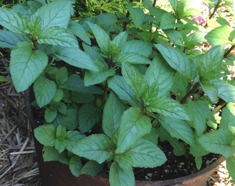 Peppermint Plant, Live Plant, Herb Garden Favorite- Great for Mojitos Live Peppermint Plant in Four Inch Pot