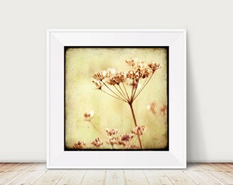 Skandinavian Summer 06 - Fine Art Print Sweden Flower Nature Macro Sepia Blossom