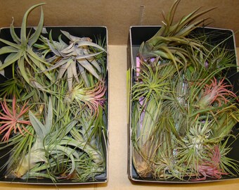 10 x Different Tillandsia Air Plants