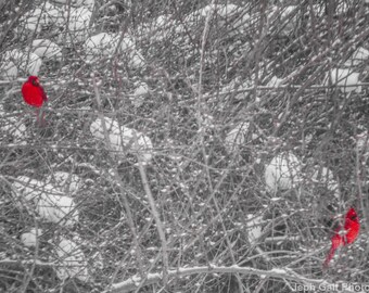 2 Cardinals on Snow Covered Forsythia