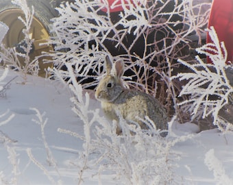 Winter Rabbit (Unmatted)