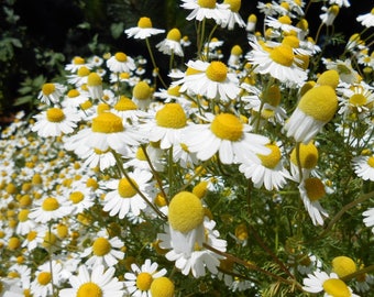 Chamomile German Seeds. Save Sale All Herb Easy Grow Heirloom Choose Sizes #173