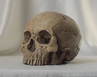 HUMAN SKULL REPLICA (natural) full size realistic replica made from plaster of Paris and painted for an aged, weathered effect