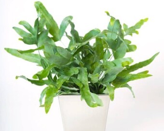 Cache pot/contenant rectangulaire soudé en acier anoxydable pour plantes grasses/succulentes/tropicales/fines herbes