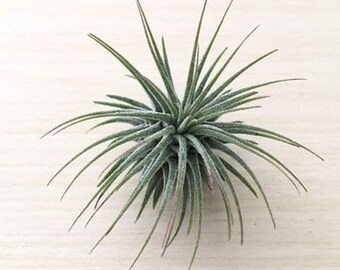 1 mini Tillandsia air plant (.5"+) - pup size easy care