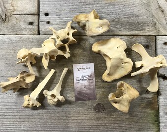 10 Assorted Deer Bones - Vertebrae and More - Real Bones - Lot No. 180405-B