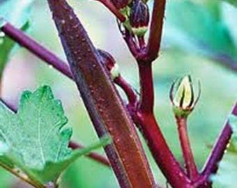 Okra, red burgandy, heirloom, organic 25+ seeds, tasty healthy red veggie