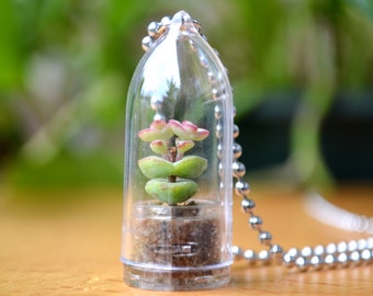 Live Succulent Necklace // Baby's Necklace Terrarium Necklace
