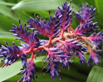 Blue tango, FLower, Photography, Digital Print, Macro Lens