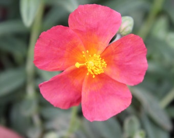 Helianthemum 9cm Fire Dragon Red Flowered Plant