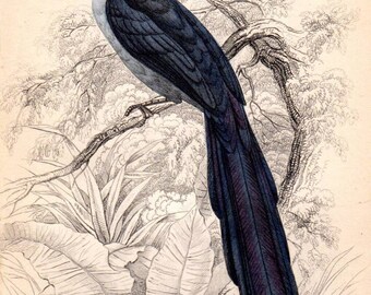 1837 Antique Bird Print Coucal Birds of West Africa Hand Colored Engraving Jardine Vintage Bird Print