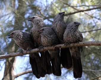 Australian Apostlebird Family