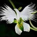 White Dove Orchid/Egret Flower * Seeds ... seeds galore