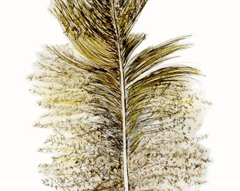 downy feather ink drawing as Digital image for personal use or work correspondence