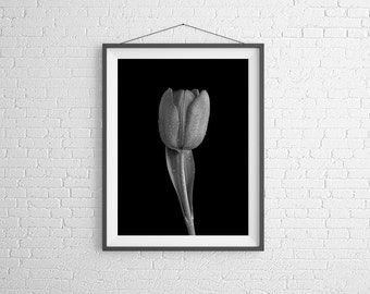 Fine Art Photography Print - Flower, Nature, Studio - Black and White Tulip With Dew