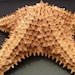 Caribbean Bahama Starfish 6 - 7" sea star ocean beach theme wedding decor