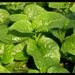 500 +Vegetable seeds malabar spinach,CeylonGreen Vine,Basella alba ( Mong Toi )