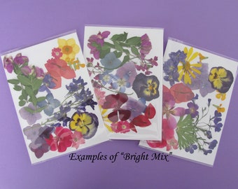 Pressed flowers in 5" x 7" packs, each with enough flowers to make a beautiful arrangement. All natural colors.