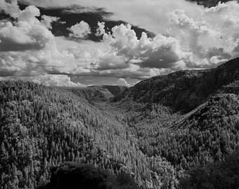 Arizona scenic forest landscape
