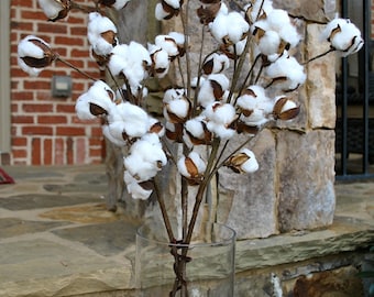 Rustic Cotton Stems with 15-18 Bolls per Stem for Rustic Farmhouse Decor~30-32 inches Tall~Preserved Bolls~Faux Cotton~Country Chic~Min 3