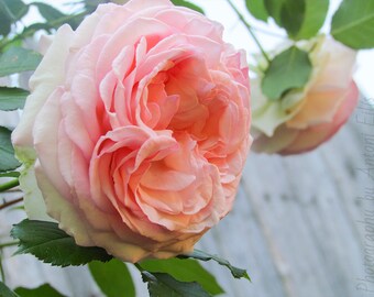Late May I - Floral Spring Photo Print