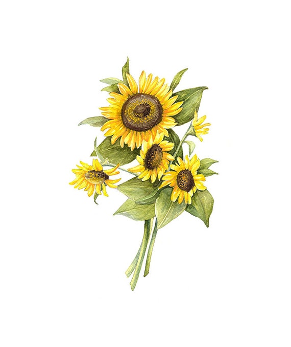 Priceless image with printable pictures of sunflowers Sassy image throughout printable pictures of sunflowers