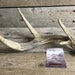 Craft Whitetail Deer Antler- 4 Point Antlers - Lot No. 180612-FF