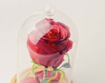Beauty and the beast inspired rose.