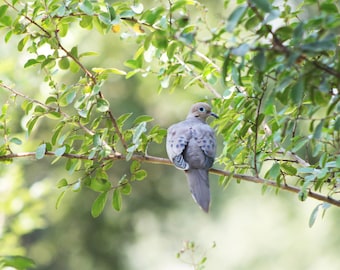 Photograph Canvas Dove