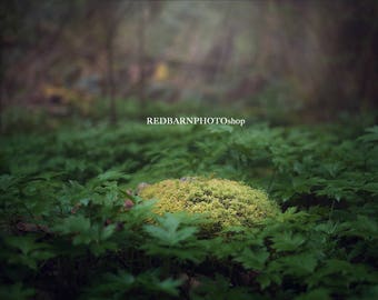 Mossy Forest Rock Digital Background